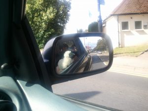 Seamus in the mirror